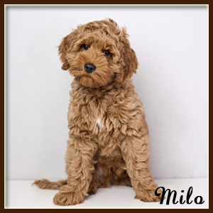 Milo_300x300