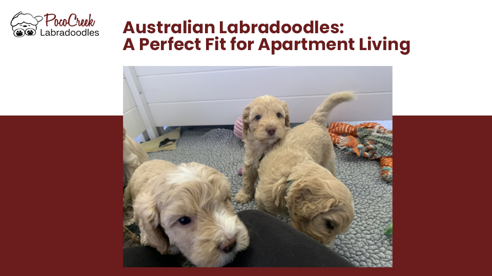 Labradoodle apartment hot sale