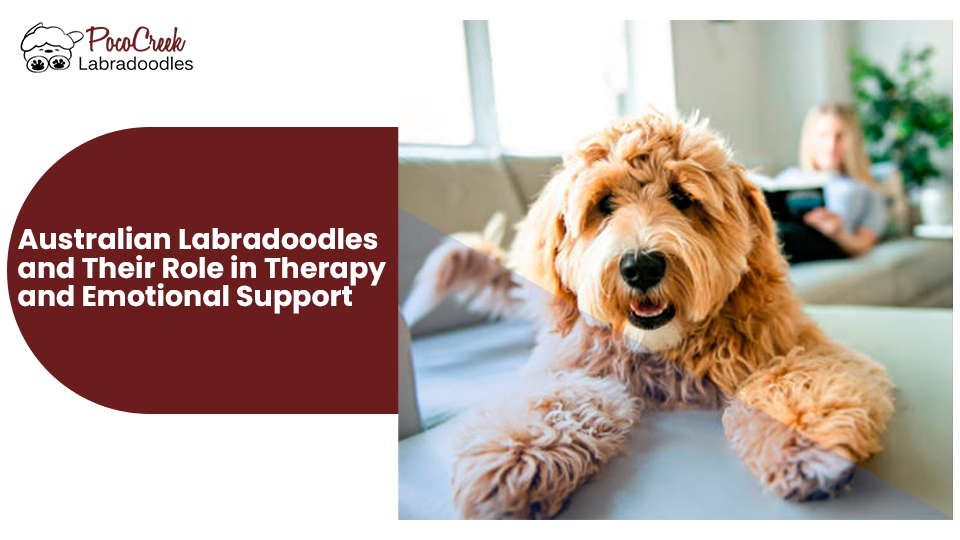 Labradoodle emotional discount support dog