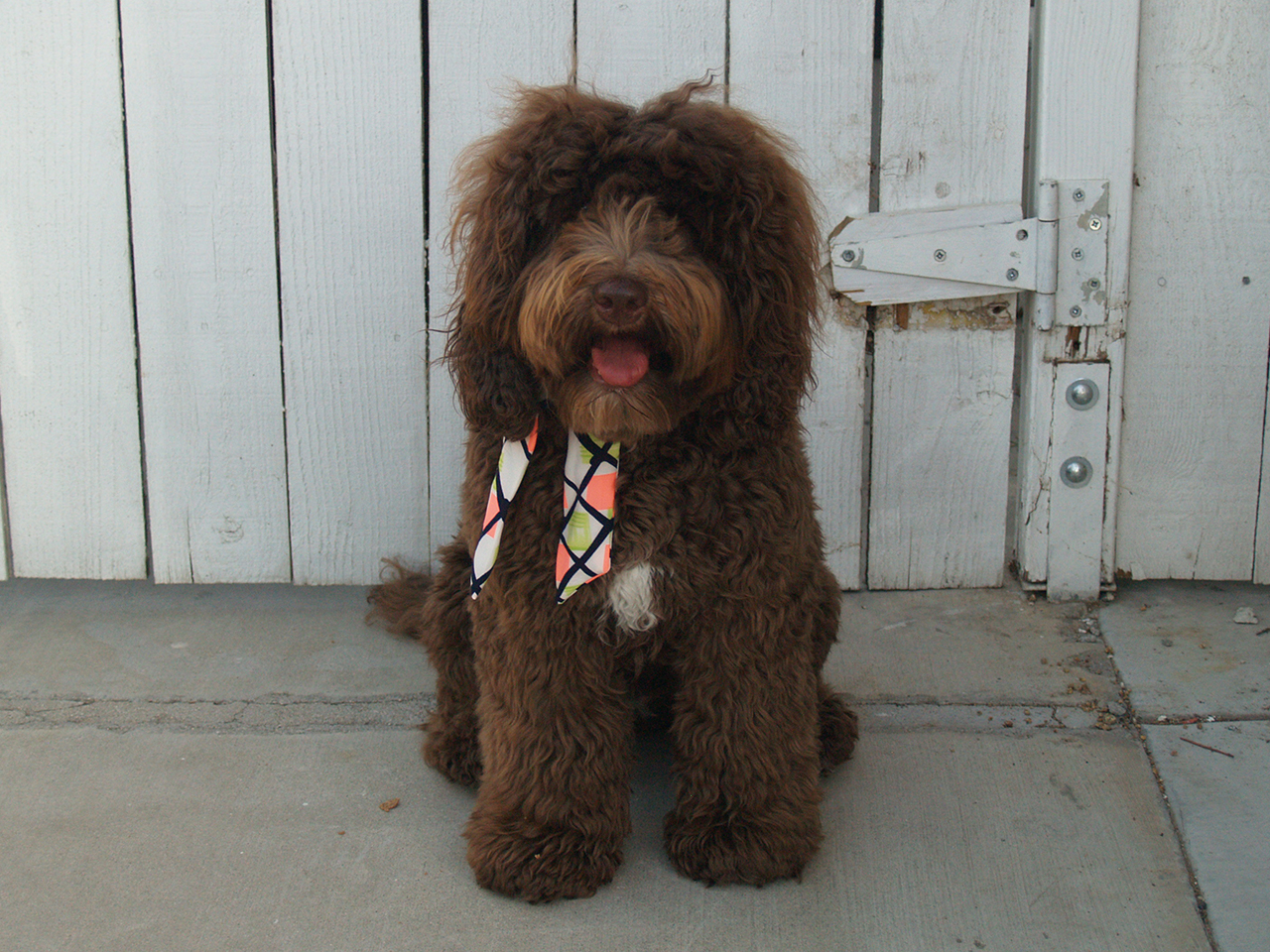 Pococreek Labradoodles | Our Dogs