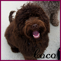 coco