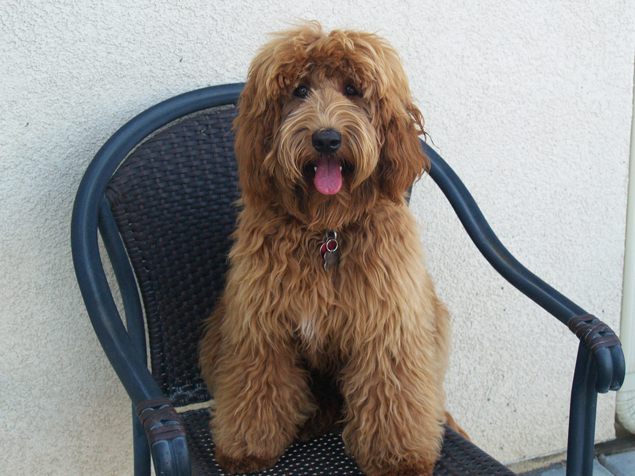 Pococreek Labradoodles | Our Dogs