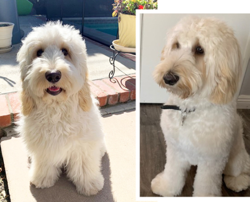 Our Dogs – Pococreek Labradoodles