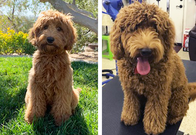 Our Dogs – Pococreek Labradoodles