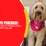 labradoodle puppy for adoption