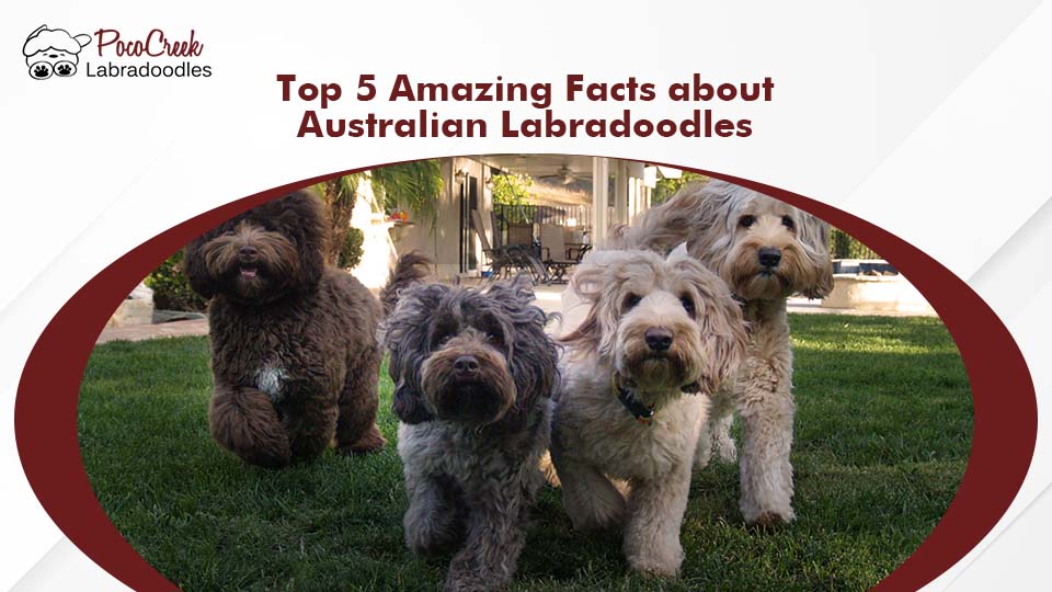 Best Australian breeder puppies
