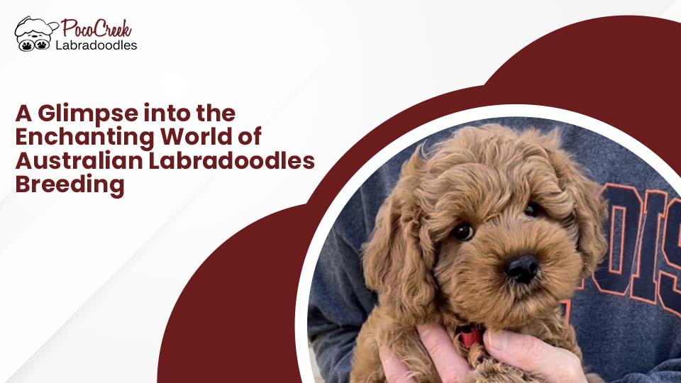 Australian Labradoodles breeding