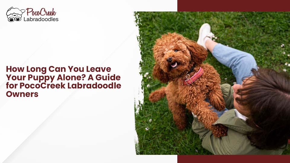 Pococreek family labradoodle