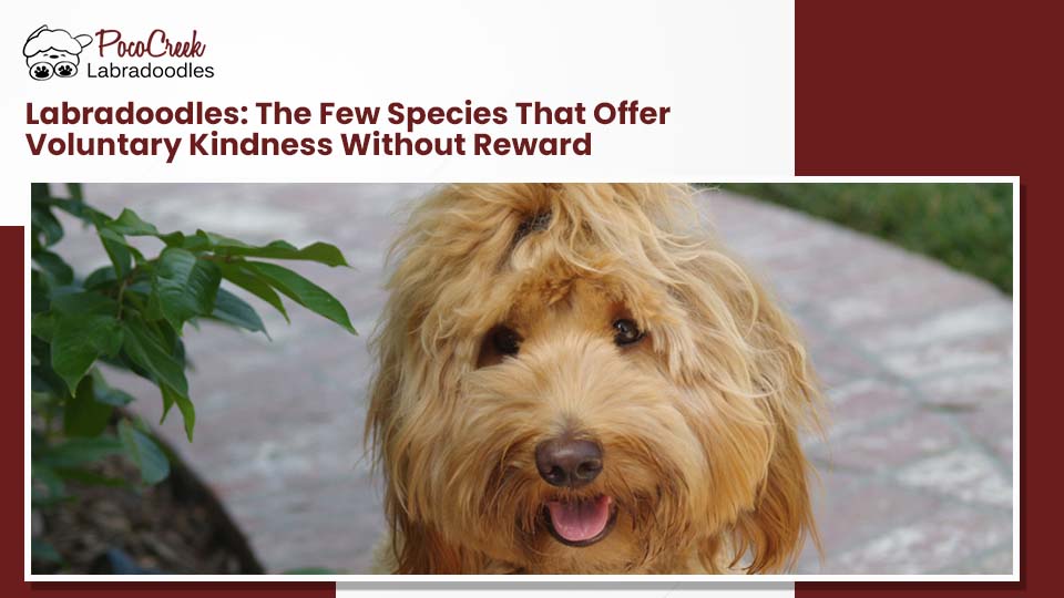 labradoodle in Los Angeles