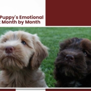 Labradoodle Puppy’s Emotional Development Month by Month