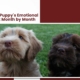 Labradoodle Puppy’s Emotional Development Month by Month