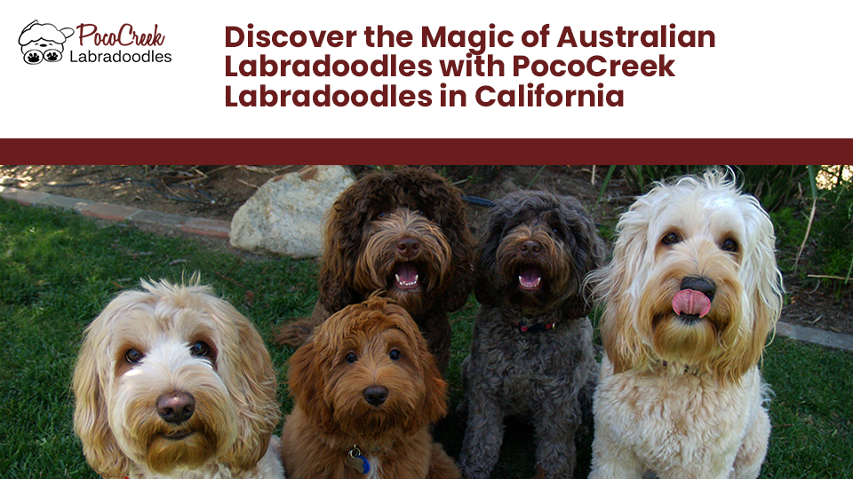 Australian Labradoodle breeders