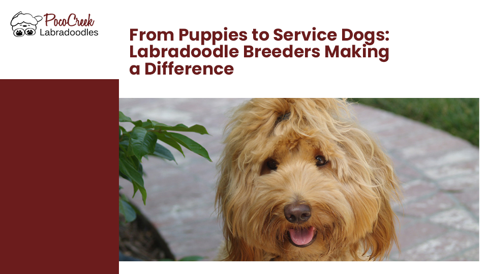 labradoodle breeders in southern California