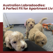 Australian labradoodles in California