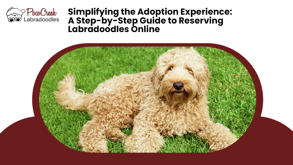 easily reserve Labradoodles online